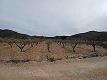 Terrain à vendre avec des oliviers à La Romana. in Alicante Dream Homes API 1122
