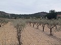 Terrain à vendre avec des oliviers à La Romana. in Alicante Dream Homes API 1122