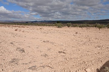 Gigantisch bouwperceel in Yecla