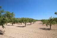 Maison de campagne avec 100.000M2 d'olives et d'amandes in Alicante Dream Homes API 1122