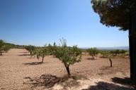 Casa de Campo con 100.000M2 de olivos y almendros in Alicante Dream Homes API 1122