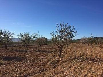 Plots of Land for Sale in Salinas, Alicante