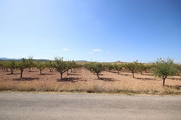 Building plot of land with almond trees