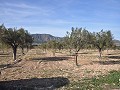 15,000m2 of building land in Salinas with water - electric close in Alicante Dream Homes API 1122