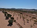Terrain à bâtir avec eau, électricité et arbres in Alicante Dream Homes API 1122