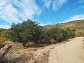 Grundstück mit Olivenhain in Alicante Dream Homes API 1122