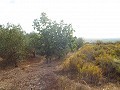 Plot of land with Olive Grove in Alicante Dream Homes API 1122