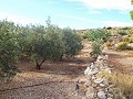 Grundstück mit Olivenhain in Alicante Dream Homes API 1122