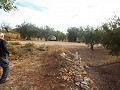 Plot of land with Olive Grove in Alicante Dream Homes API 1122