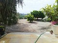 Lovely Villa in Ricabacica, Abanilla + olive grove in Partidor in Alicante Dream Homes