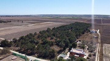 Non building plot of land in Elche with palm trees