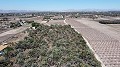 Non building plot of land in Elche with palm trees in Alicante Dream Homes