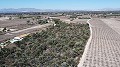 Non building plot of land in Elche with palm trees in Alicante Dream Homes