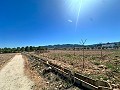 5000 square meter plot with incredible views in Yecla in Alicante Dream Homes API 1122